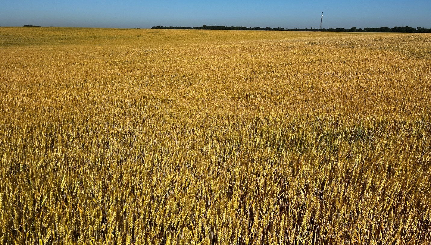 Winter wheat at soft dough stage.